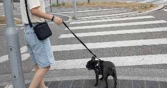 paniz pet sitter à STRASBOURG 67100_1