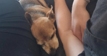 catheline pet sitter à ALBERTVILLE 73200_3