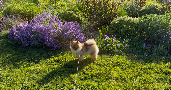eleonore pet sitter à LYON 06 69006_6