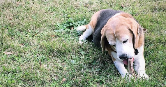 marie pet sitter à NANCY 54000_0