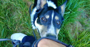 anthony pet sitter à URIMENIL 88220_8