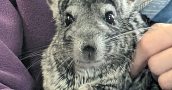 françoise pet sitter à ROSENAU 68128_1