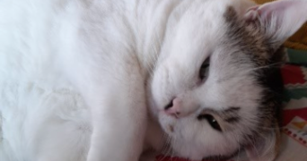 cyril pet sitter à ST CYR L ECOLE 78210_1