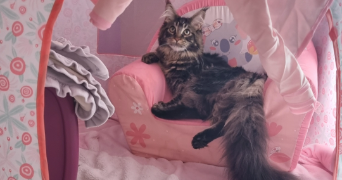 tatiana pet sitter à Luçon  85400_9