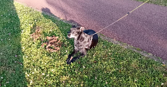 yohann pet sitter à TOUFFLERS 59390_1