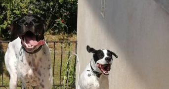 cathy pet sitter à Valence d'agen 82400_9