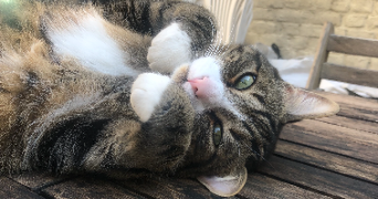 vaquette pet sitter à LILLE 59000_2