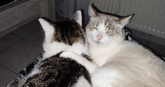 nadine pet sitter à CHAVEYRIAT 01660_0