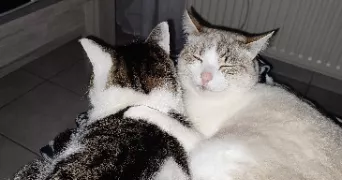 nadine pet sitter à CHAVEYRIAT 01660