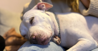 marie pet sitter à LYON 06 69006_1
