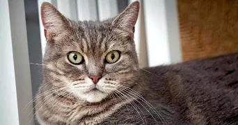 robin pet sitter à GIVORS 69700