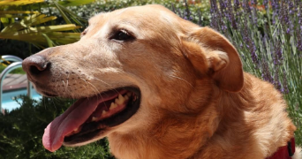 laurie pet sitter à TOULOUSE 31700_1