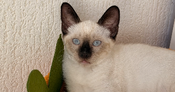 karmen pet sitter à MARSEILLE 11 13011_1