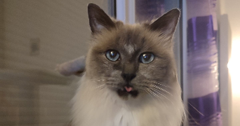 lola pet sitter à Aubiat 63260_6
