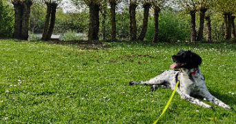 sandra dog sitter à ST QUENTIN 02100_6