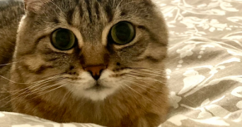 delphine cat sitter à BRY SUR MARNE 94360_1