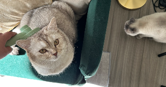 yaeli cat sitter à PARIS 01 75001_2