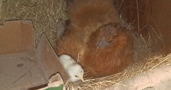 angelo pet sitter à ST BARTHELEMY 38270_6