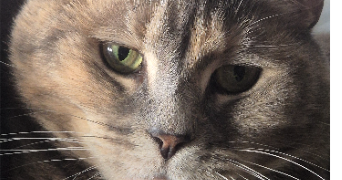 elvira pet sitter à ARMENTIERES 59280_2
