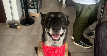 alexis pet sitter à PAU 64000_1