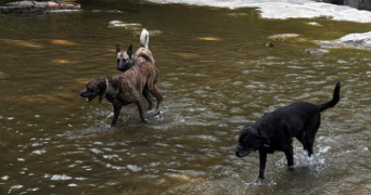 marine pet sitter à PRIVAS 07000_4