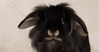 adeline pet sitter à CAGNES SUR MER 06800_1