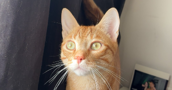 naïa pet sitter à MOISSY CRAMAYEL 77550_3