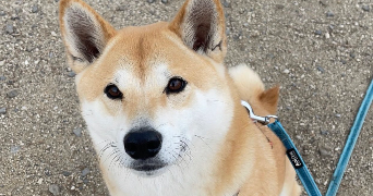 ines pet sitter à ST CHRISTOPHE SUR DOLAISON 43370_1