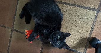 mélissa pet sitter à Cahors 46000_4