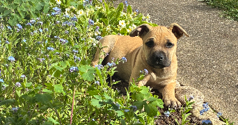 chaima pet sitter à GIVORS 69700_3