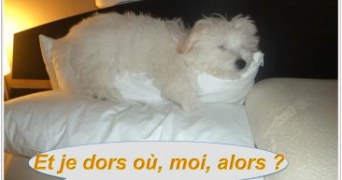 aude pet sitter à PARIS 06 75006_2