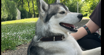 camilla pet sitter à HAGUENAU 67500_1