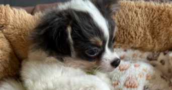 oceane pet sitter à SEVRIER 74320_11