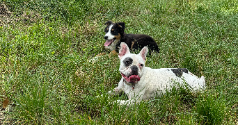 jeanne pet sitter à GEVREY CHAMBERTIN 21220_1