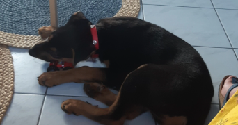 axelle pet sitter à ST HERBLAIN 44800_4