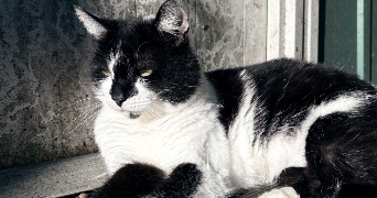 malory pet sitter à MERIEL 95630_2