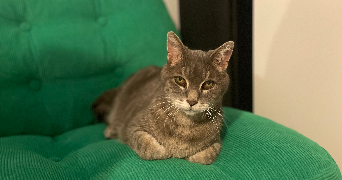 erine pet sitter à LES BREVIAIRES 78610_1