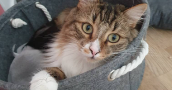 khadydia cat sitter à BOULOGNE BILLANCOURT 92100_5