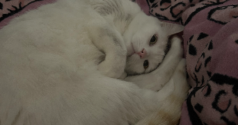 apolline pet sitter à SOUPPES SUR LOING 77460_2