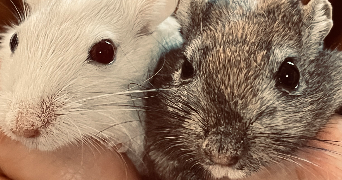 elsa pet sitter à VILLEPREUX 78450_8