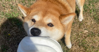 marine pet sitter à BOIS D ARCY 78390_3