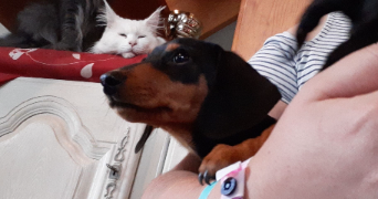 camille pet sitter à BREST 29200_2