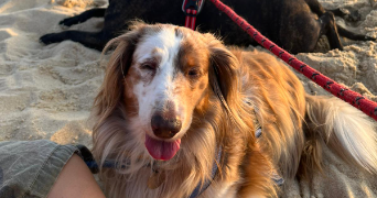 eijiro pet sitter à LYON 01 69001_3