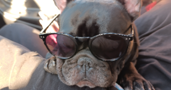 sophie pet sitter à PARIS 15 75015_2