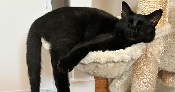 eva pet sitter à LIMOGES 87000_1