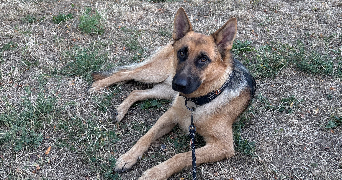 charlotte pet sitter à ISSOIRE 63500_3