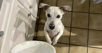 justine pet sitter à CHAMBOURCY 78240_3
