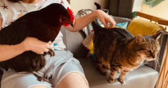 marie pet sitter à VILLEBON SUR YVETTE 91140_3