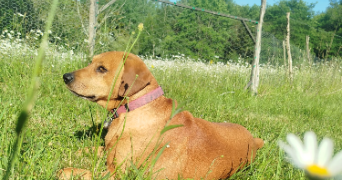 angeline pet sitter à MONTENDRE 17130_3