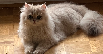 yifan pet sitter à LE PERREUX SUR MARNE 94170_4